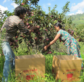 जुम्लामा स्याउ बाट १४ करोड आम्दानी