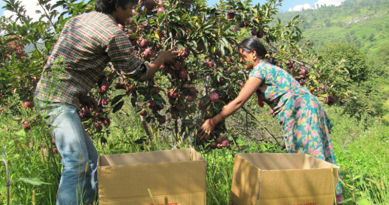 जुम्लामा स्याउ बाट १४ करोड आम्दानी