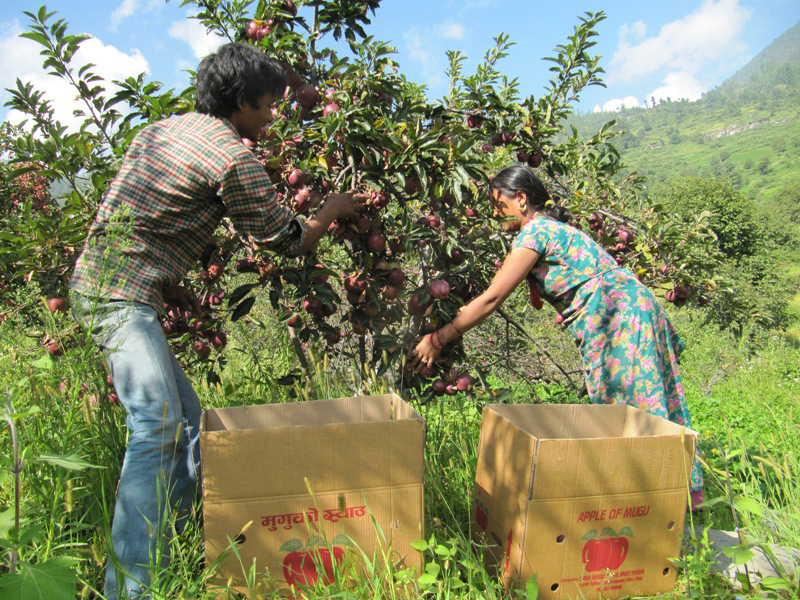 जुम्लामा स्याउ बाट १४ करोड आम्दानी