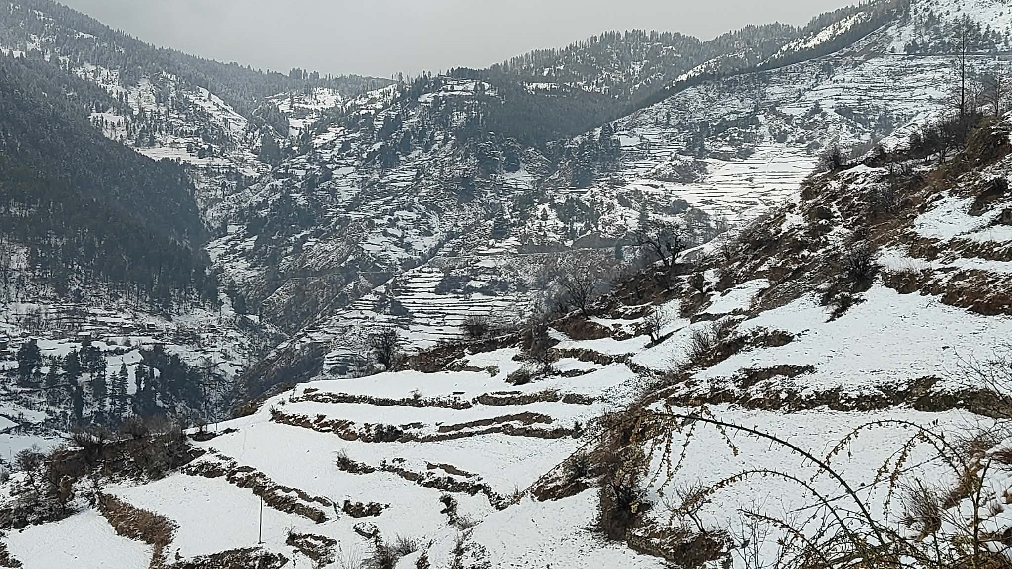 हिउँले  सेताम्य मुगु उत्साहित कृषक