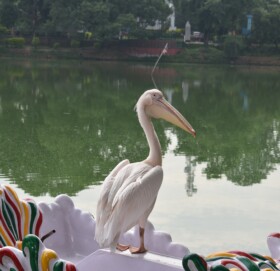 चिडियाखानामा आगन्तुकको आक्रर्षण पेलिकन चरा