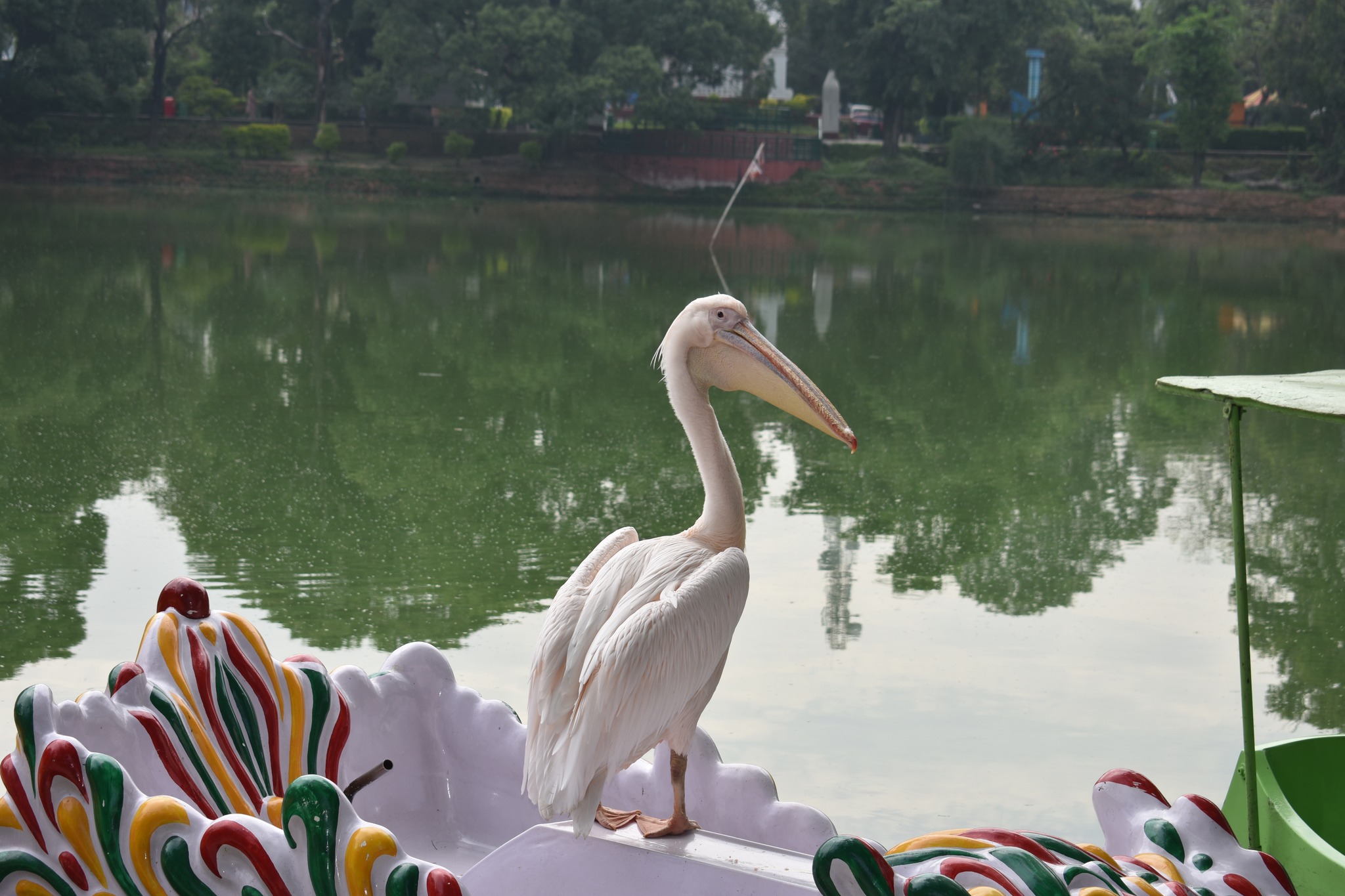 चिडियाखानामा आगन्तुकको आक्रर्षण पेलिकन चरा