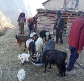 मुगुको धैनकोटमा अज्ञात रोगले भेडाबाख्रा मरे