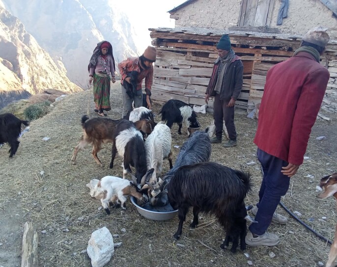मुगुको धैनकोटमा अज्ञात रोगले भेडाबाख्रा मरे