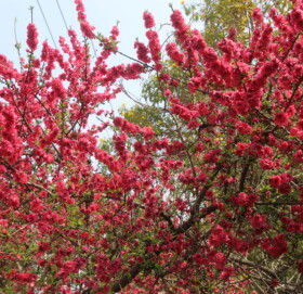 चेरी फुलले बढायो काठमाडौको सौन्दर्यता