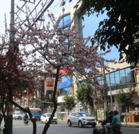 चेरी फुल दियो शान्ति र आसाको सन्देश