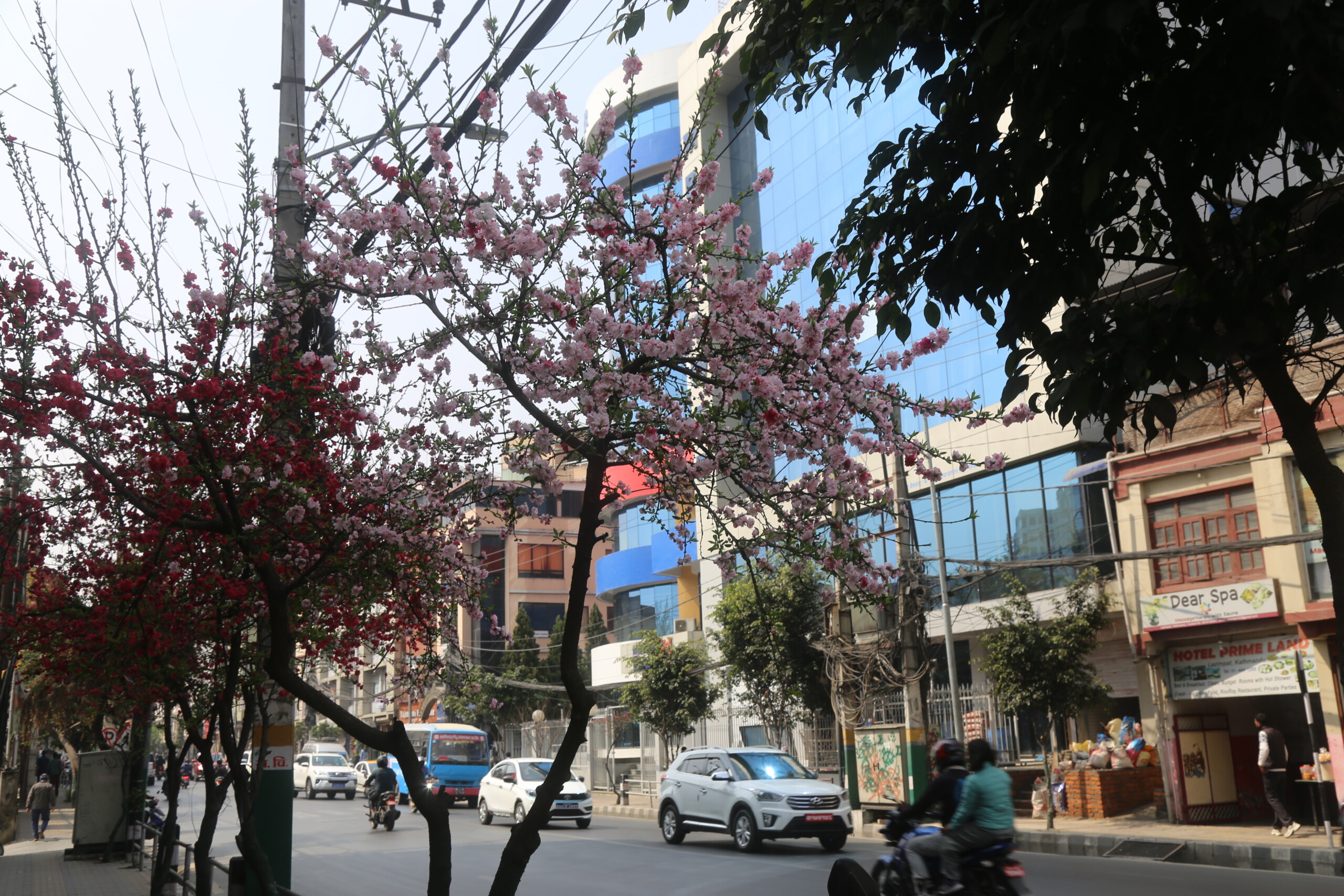 चेरी फुल दियो शान्ति र आसाको सन्देश