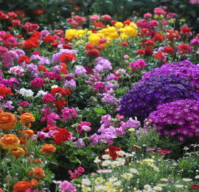 काठमाडौं  भृकुटीमण्डपमा फ्लोरा एक्स्पो मेला सुरू