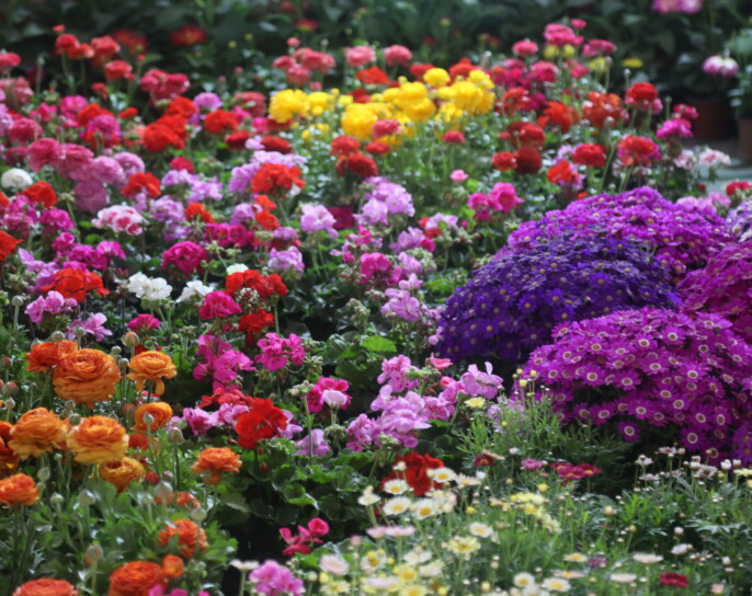 काठमाडौं  भृकुटीमण्डपमा फ्लोरा एक्स्पो मेला सुरू