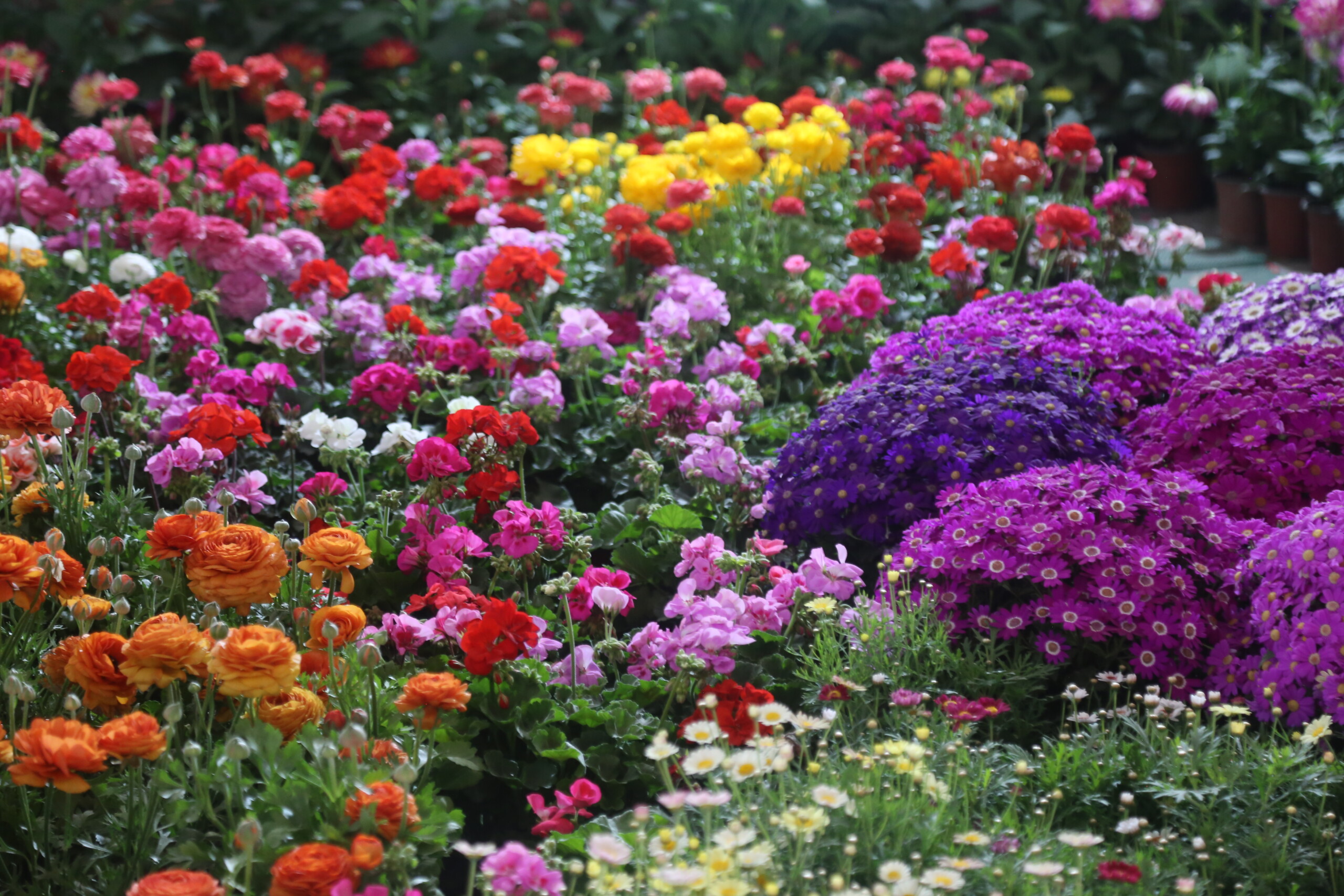 काठमाडौं  भृकुटीमण्डपमा फ्लोरा एक्स्पो मेला सुरू