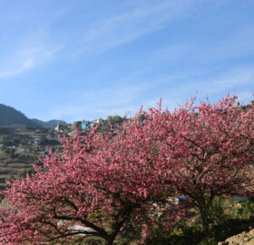 बसन्त ऋतुले वनपाखा रमाइलो