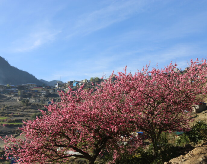 बसन्त ऋतुले वनपाखा रमाइलो