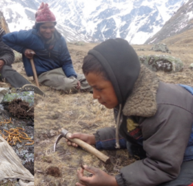 जलवायु परिवर्तनको चपेटामा हिमाली यार्सा