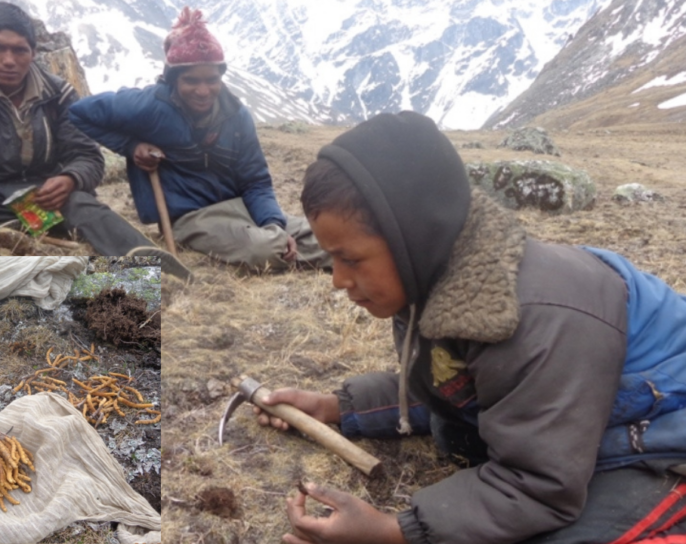 जलवायु परिवर्तनको चपेटामा हिमाली यार्सा