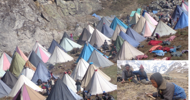 डोल्पामा जेठ १० देखि यार्सागुम्बु  टिप्नका लागि पाटन खुला गरिने