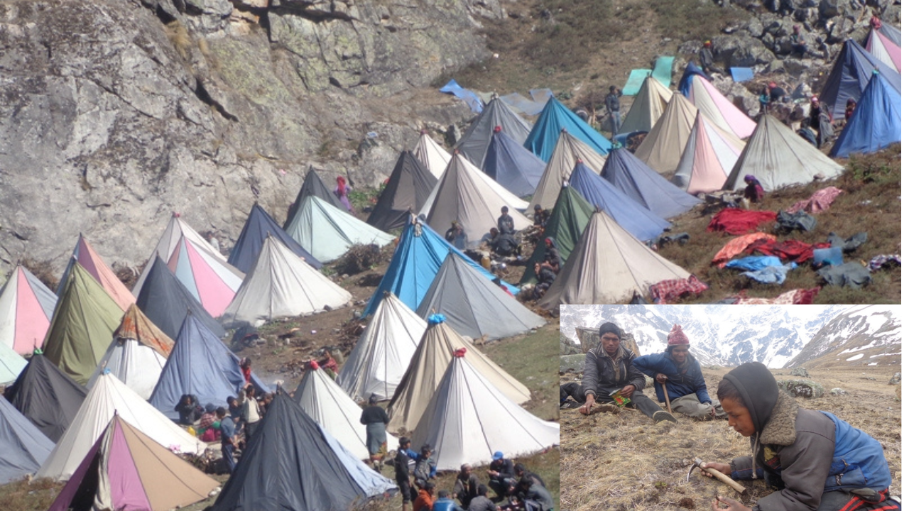 डोल्पामा जेठ १० देखि यार्सागुम्बु  टिप्नका लागि पाटन खुला गरिने