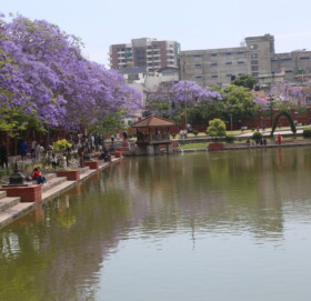 बैजनी रङ्गमा रंगियो कमलपोखरी ज्याकारान्डा फुलले थप्यो सुन्दरता