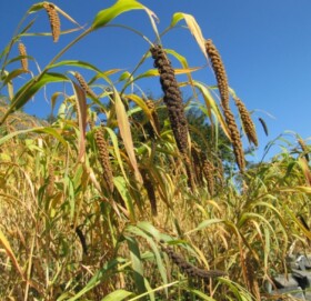 कर्णालीको रैथाने बाली अन्तराष्ट्रिय बजार निर्यातबारे इजरायली राजदूतसँग छलफल