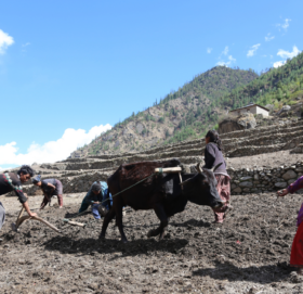 मुगुम कार्मारोङमा एक गोरु जोतेर अन्नबाली