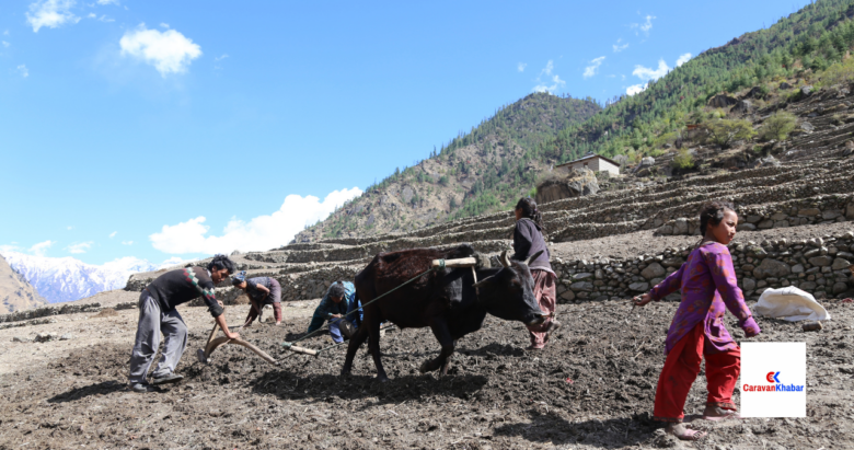 मुगुम कार्मारोङमा एक गोरु जोतेर अन्नबाली