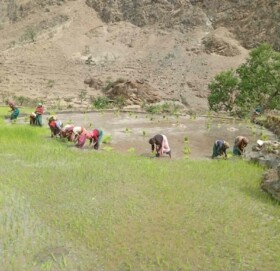 खडेरीको मार : पानीको अभाव झेल्दै किसानद्वारा धान रोपाई सुरु