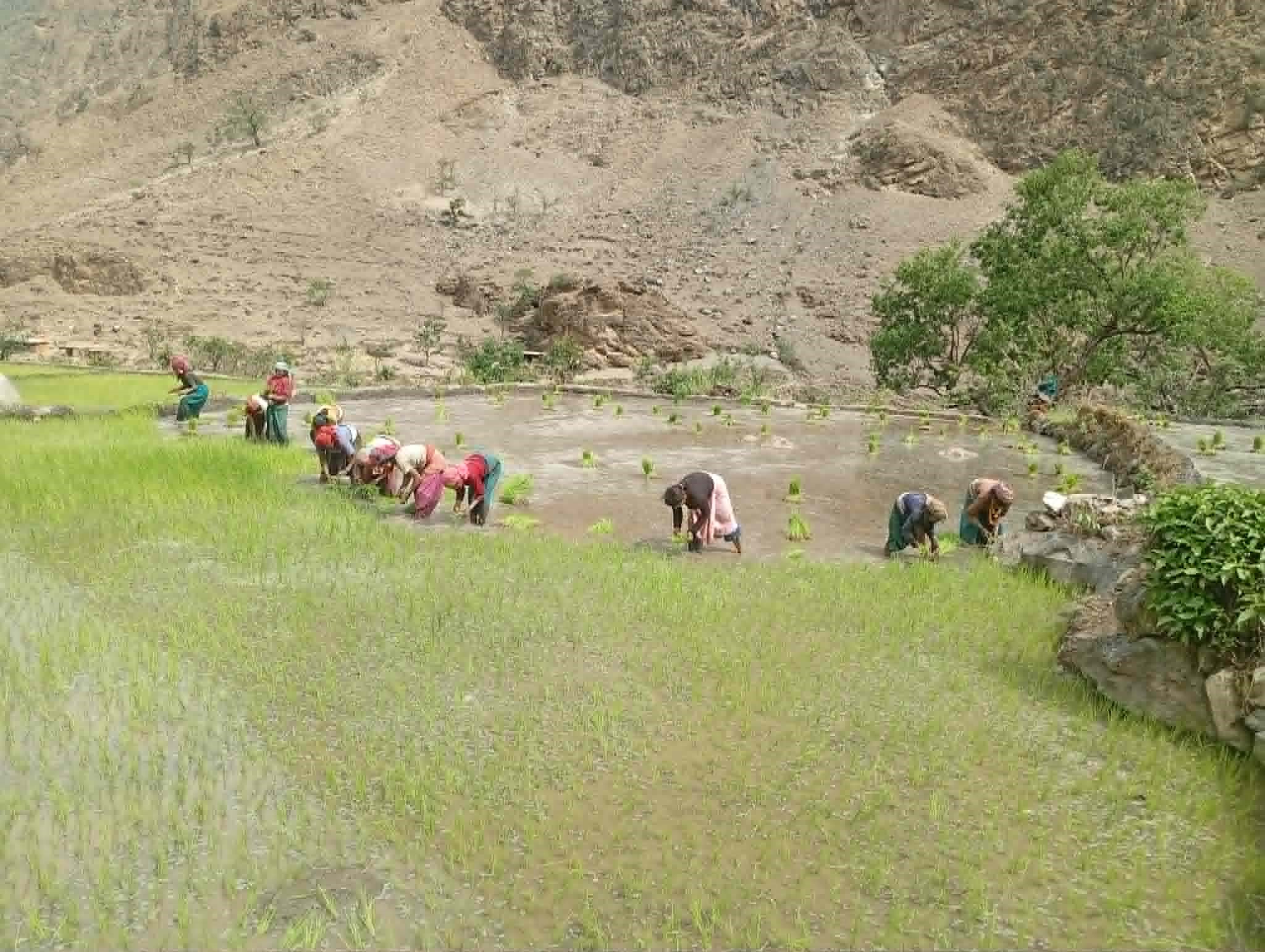 खडेरीको मार : पानीको अभाव झेल्दै किसानद्वारा धान रोपाई सुरु