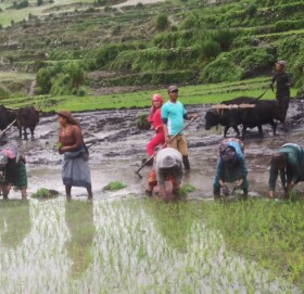 कर्णालीमा धान रोपाईंको चटारो, हराउँदै असारे गीत