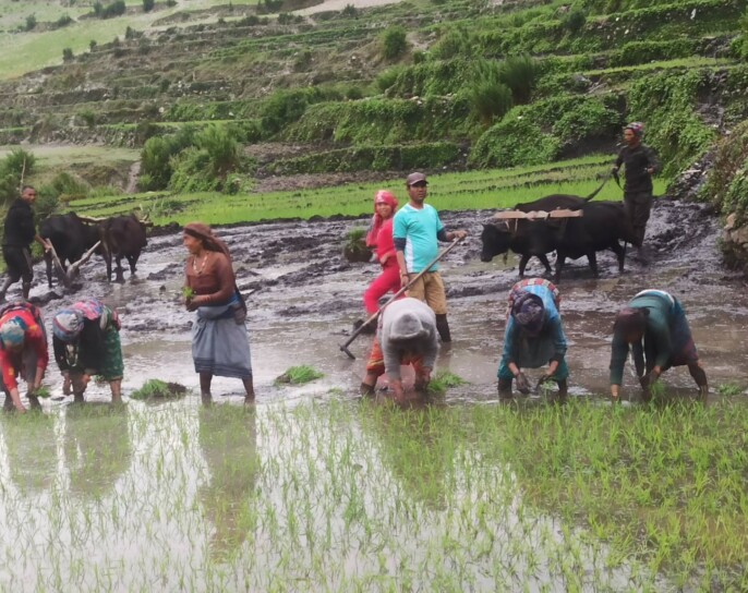 कर्णालीमा धान रोपाईंको चटारो, हराउँदै असारे गीत