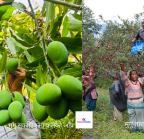 जलवायु परिर्वतनले मुगुमा बदलिँदो कृषि पहिचान स्याउको फेदमा आँप फल