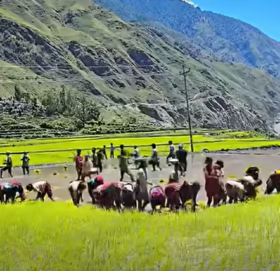 देशभर ४५ प्रतिशत धान रोपाई कर्णालीमा ४० प्रतिशत मात्रै