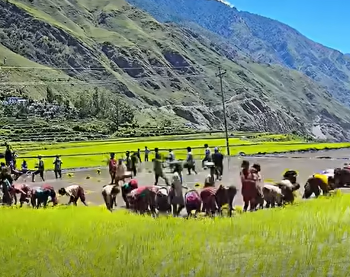 देशभर ४५ प्रतिशत धान रोपाई कर्णालीमा ४० प्रतिशत मात्रै
