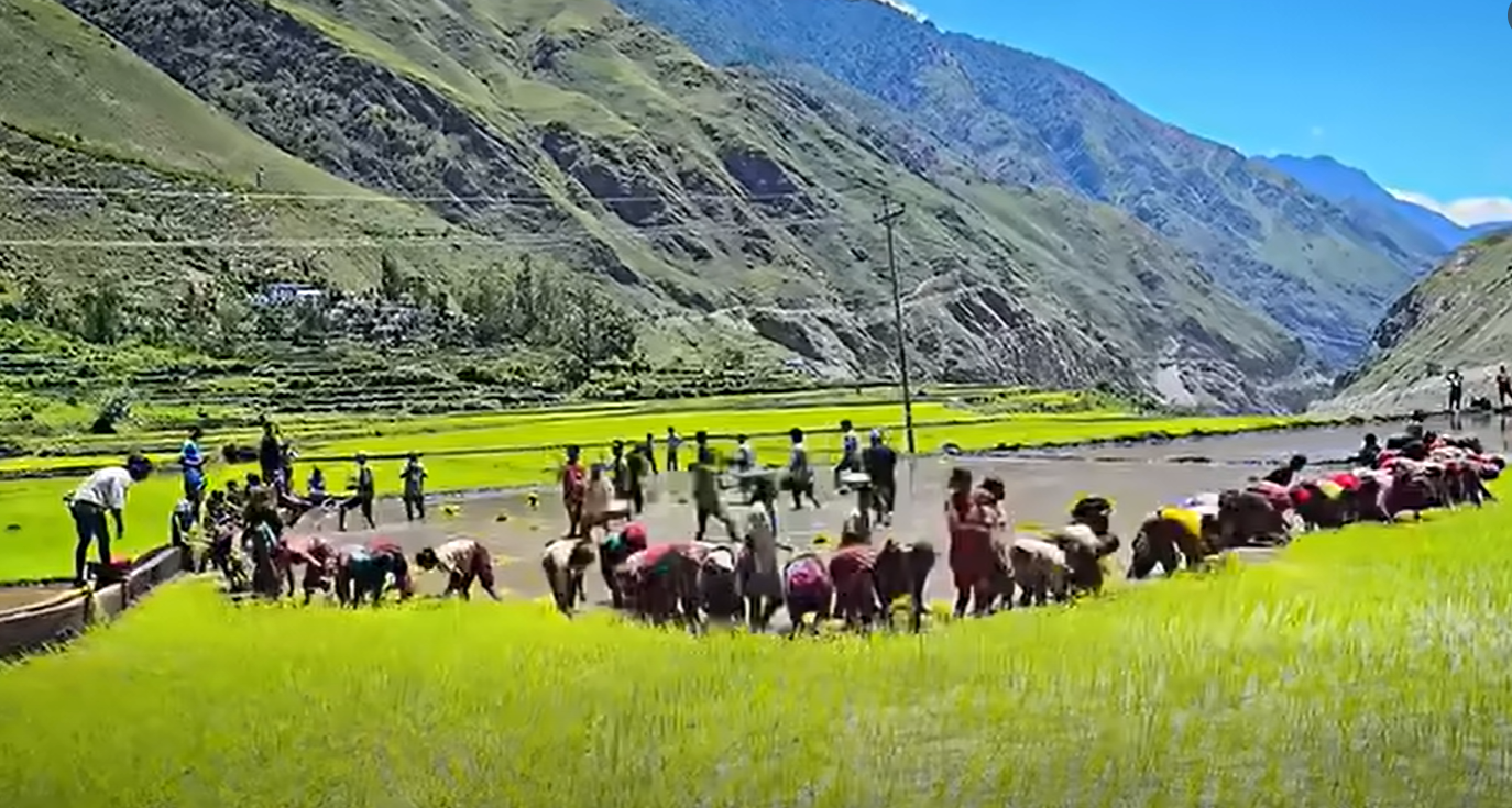 देशभर ४५ प्रतिशत धान रोपाई कर्णालीमा ४० प्रतिशत मात्रै