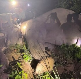 जंगली ध्रुवे हात्तीलाई दाह्रा काटेर रेडियो कलर जडान