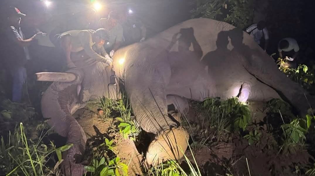 जंगली ध्रुवे हात्तीलाई दाह्रा काटेर रेडियो कलर जडान