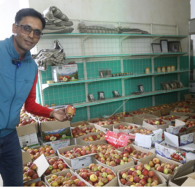जुम्ली किसानको अनुहारमा खुसी यसपालि ४१ करोडभन्दा बढीको स्याउ निर्यात